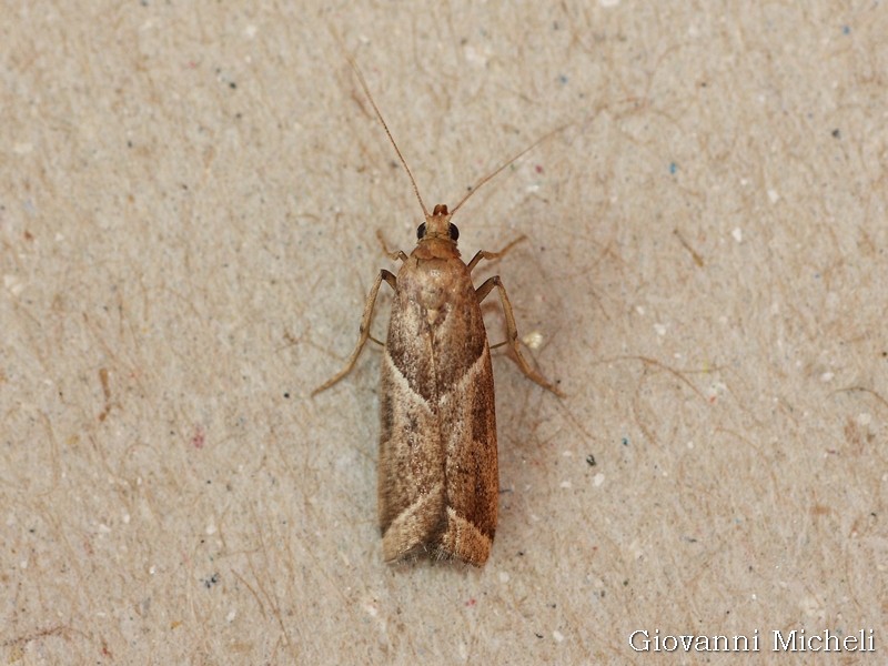 Aiuto ID -  Nyctegretis lineana, Pyralidae